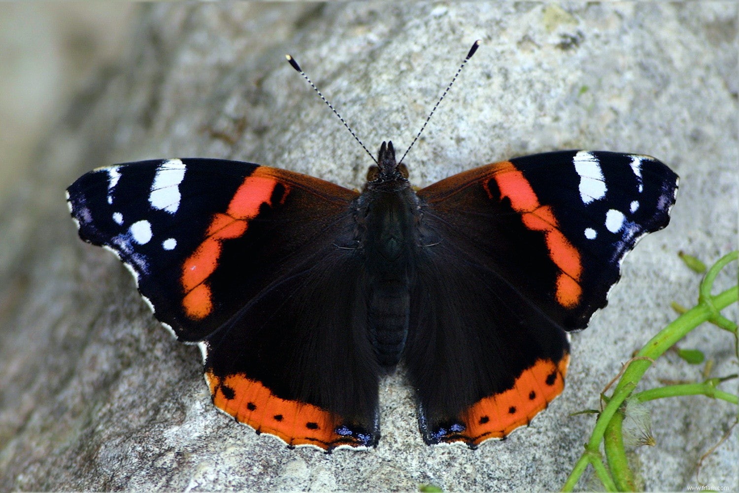 Le chou blanc est l espèce de papillon la plus tachetée 