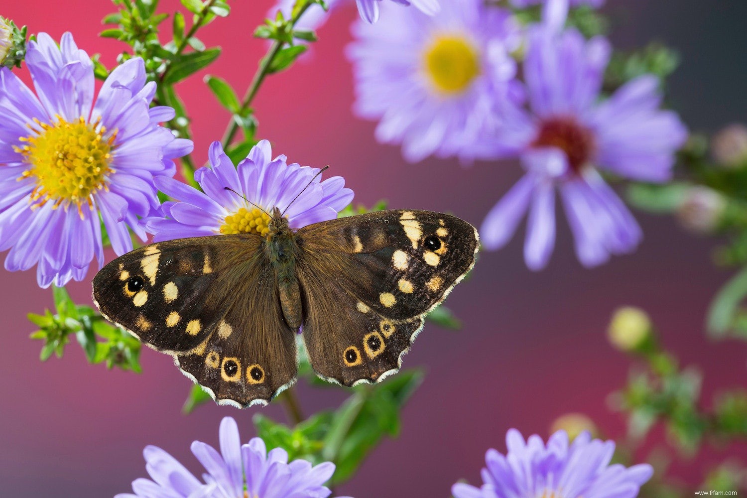 Le chou blanc est l espèce de papillon la plus tachetée 