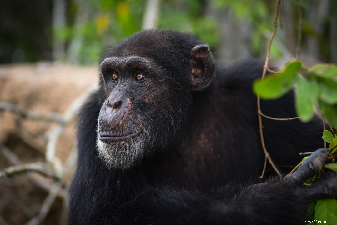 L anthrax menace les chimpanzés 