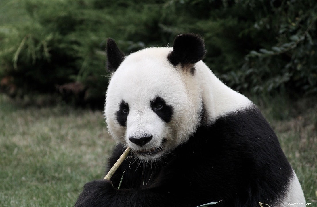 Les pandas sont toujours en danger 