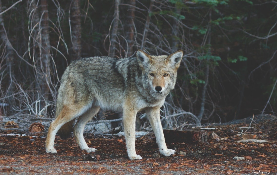 Les loups sont plus inventifs que les chiens 