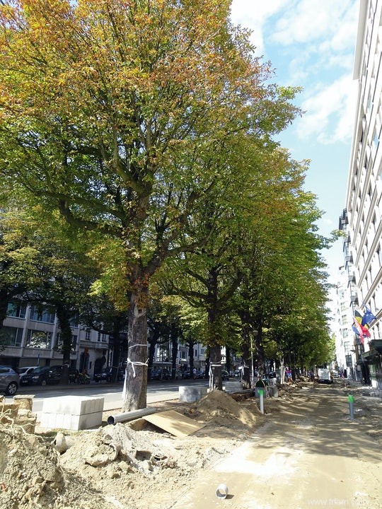 Arbres en ville :abattre ou pas ? 