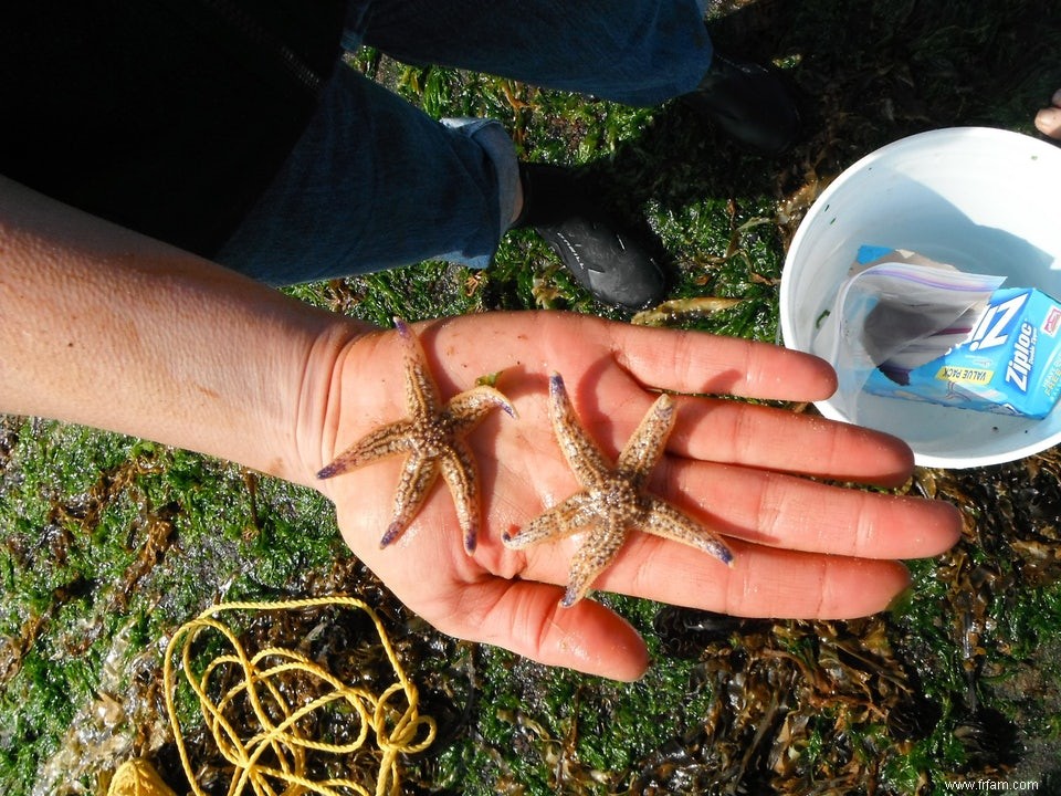 Les moules et les vers parcourent l océan sur des radeaux de déchets 