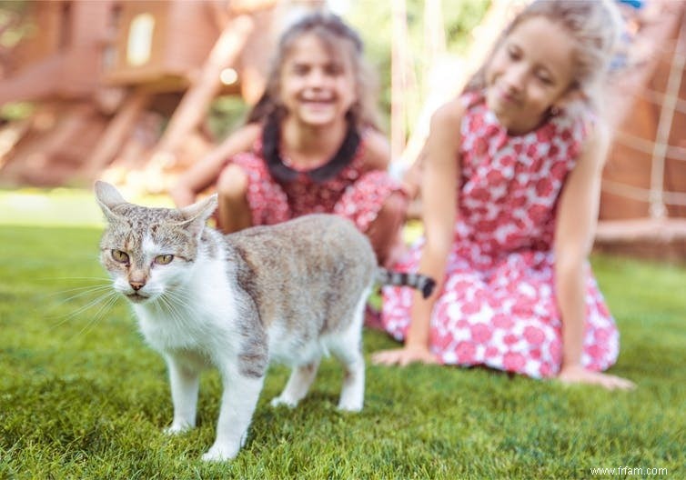 Pourquoi certaines personnes aiment les animaux et d autres pas 