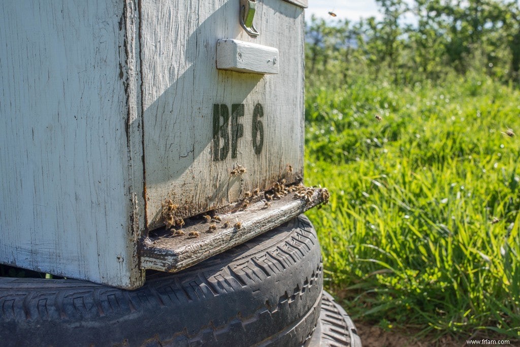 Dans les zones où davantage d antibiotiques sont utilisés, les abeilles sont porteuses de bactéries plus résistantes 