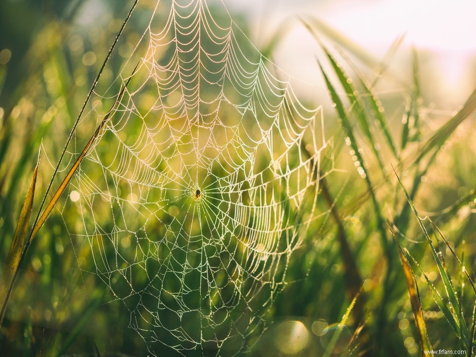 Les araignées tissent une  nanoweb  super solide 