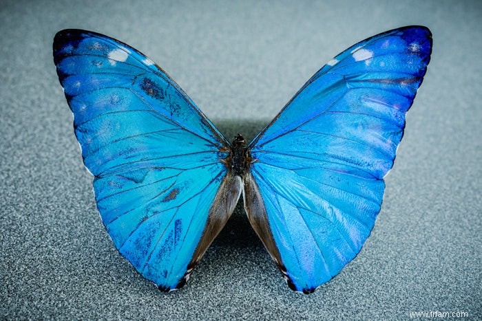 L oeil de papillon cherche un cancer 