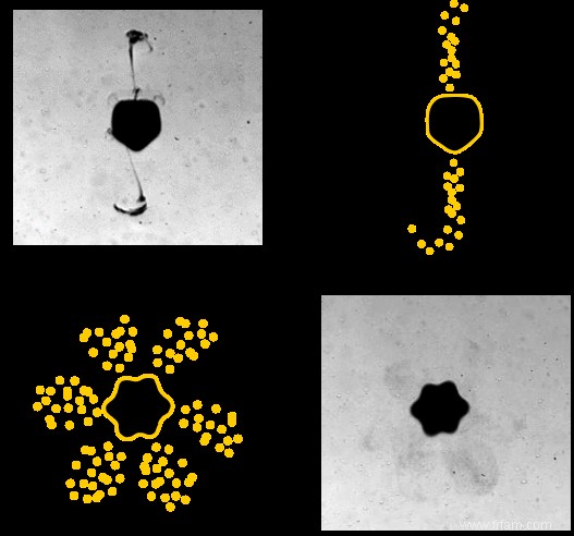 Des microbulles contrôlées par des pinces acoustiques délivrent des médicaments localement 