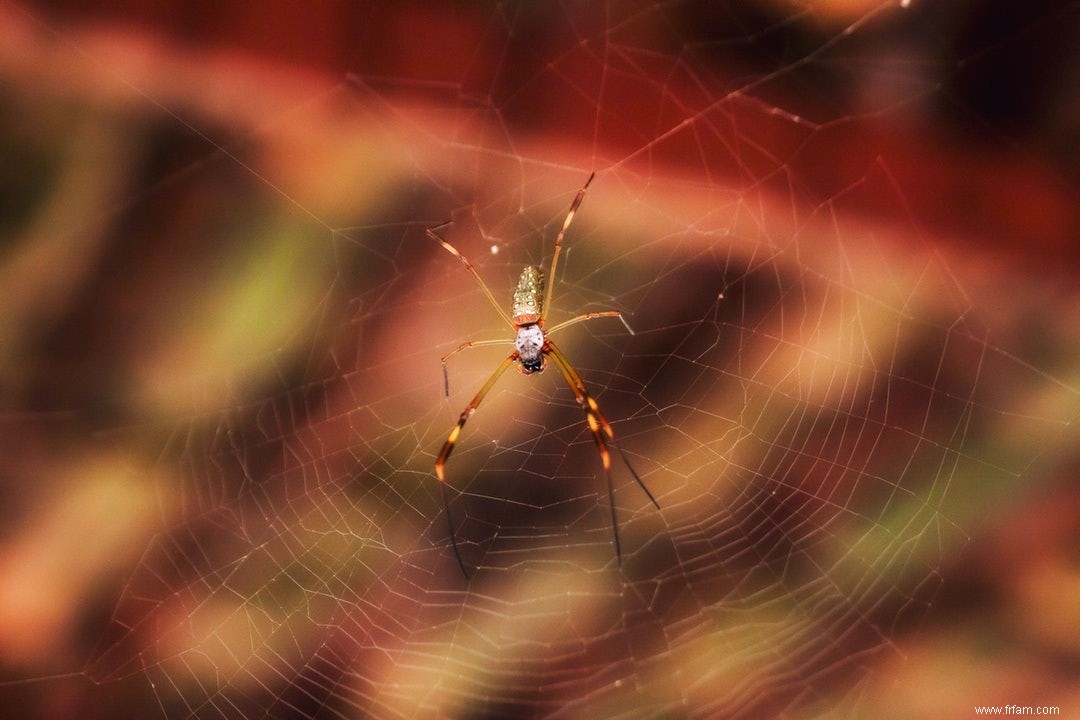 Le cerveau de l araignée ne sort pas d une patte 