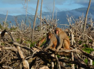 Une catastrophe naturelle accélère le vieillissement des survivants 