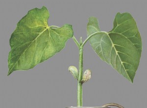 Les bactéries extraient le précieux phosphate des eaux usées 