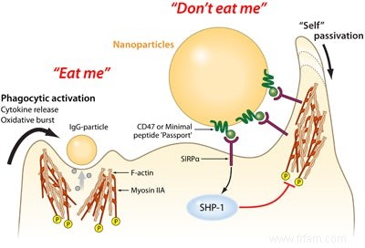 La protéine synthétique entonnoir les nanoparticules au-delà des douanes 