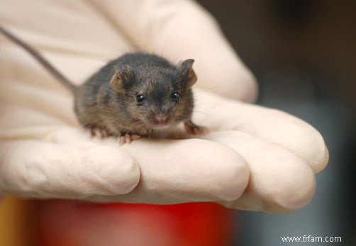 Le tissu restaure la mémoire des souris Alzheimer 