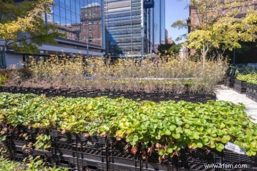 Quelle est la santé du cultivé à la maison? 