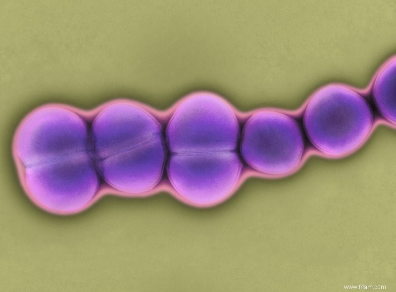 Un nouveau virus peut également vivre dans votre ventre 