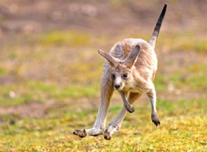 Une épaule n est pas un genou 
