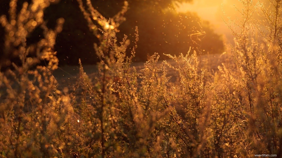 Nés en hiver, plus susceptibles de souffrir d allergies 