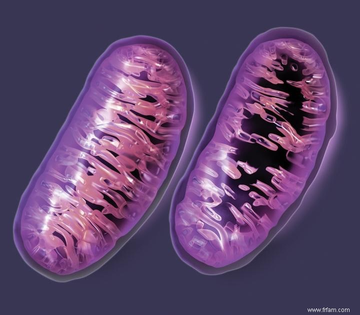 Pourquoi seules les mères transmettent leurs mitochondries 