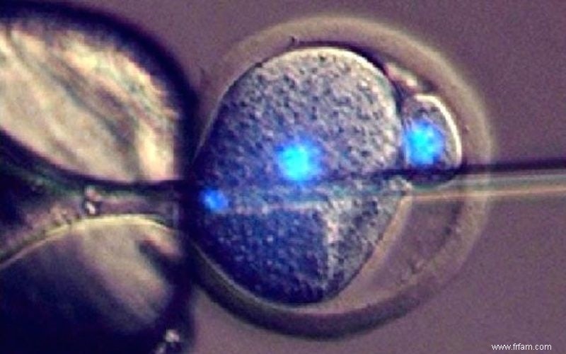 Un contact tardif avec le sperme rend l ovule non fécondé viable après tout 