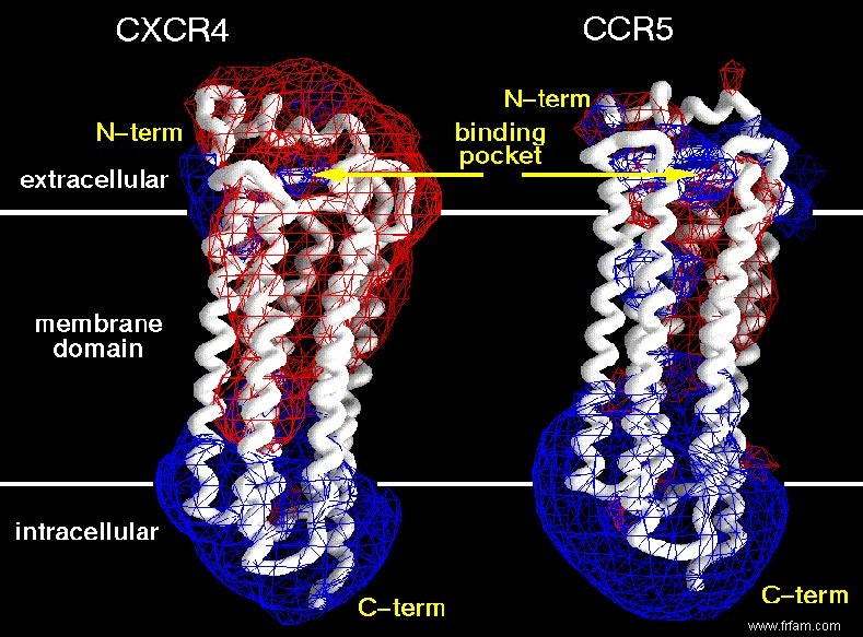 CRISPR rend-il les cellules immunitaires immunisées contre le VIH ? 