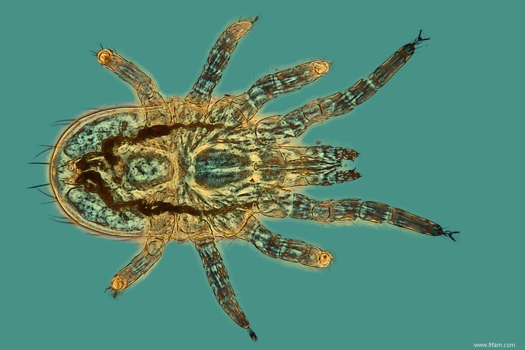 En bref :le fipronil 