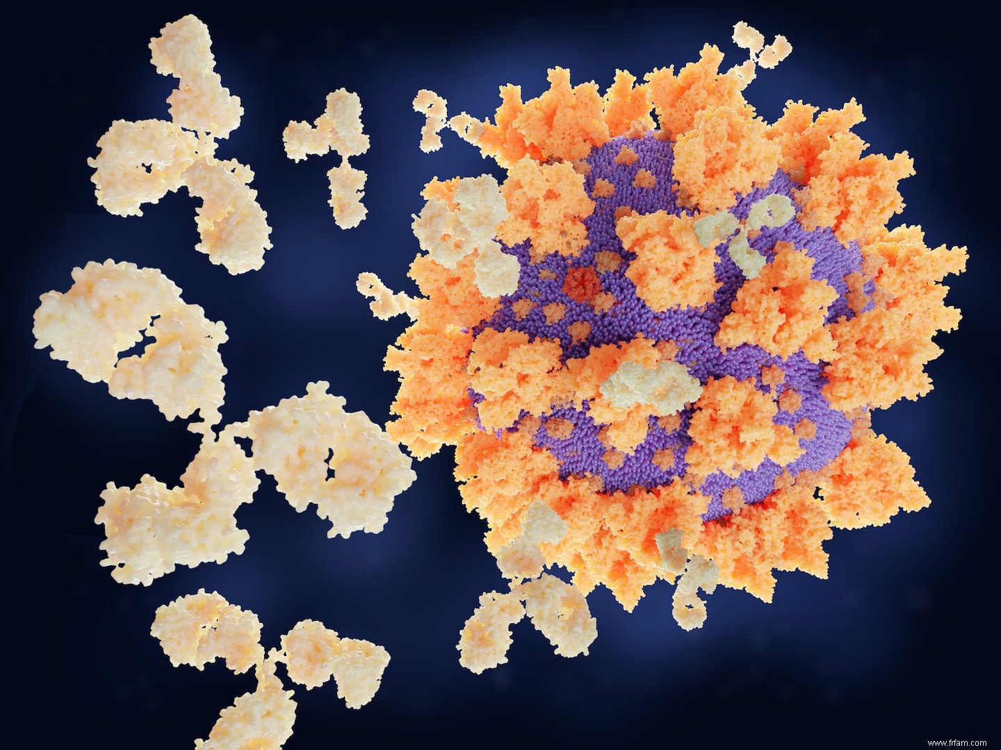 Coronavirus :ce qu il faut savoir sur les lymphocytes B et T 