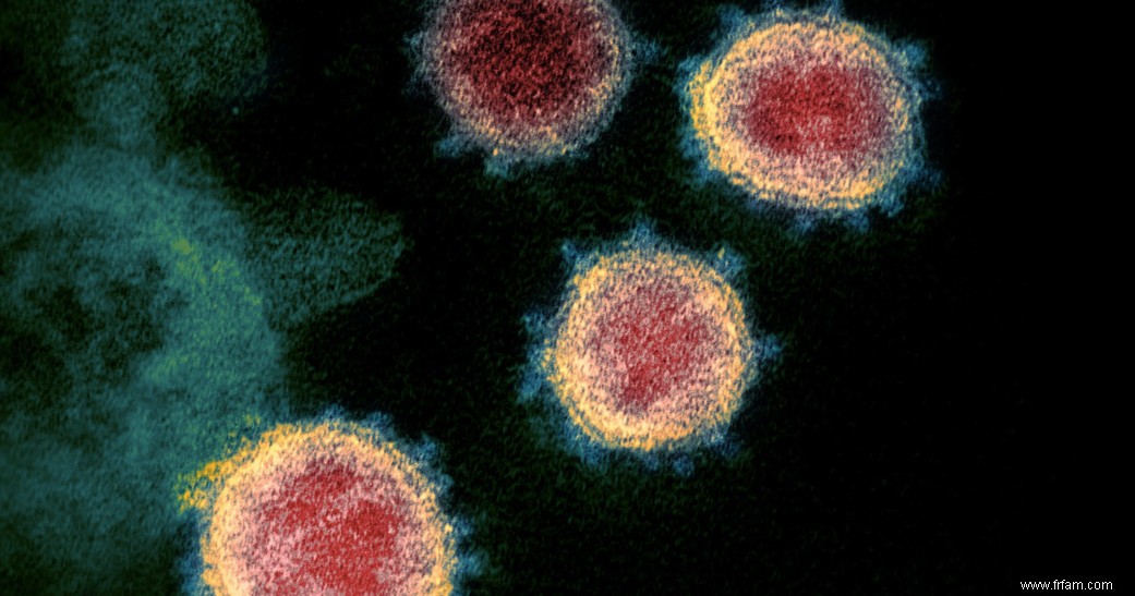 Coronavirus :ce qu il faut savoir sur les lymphocytes B et T 