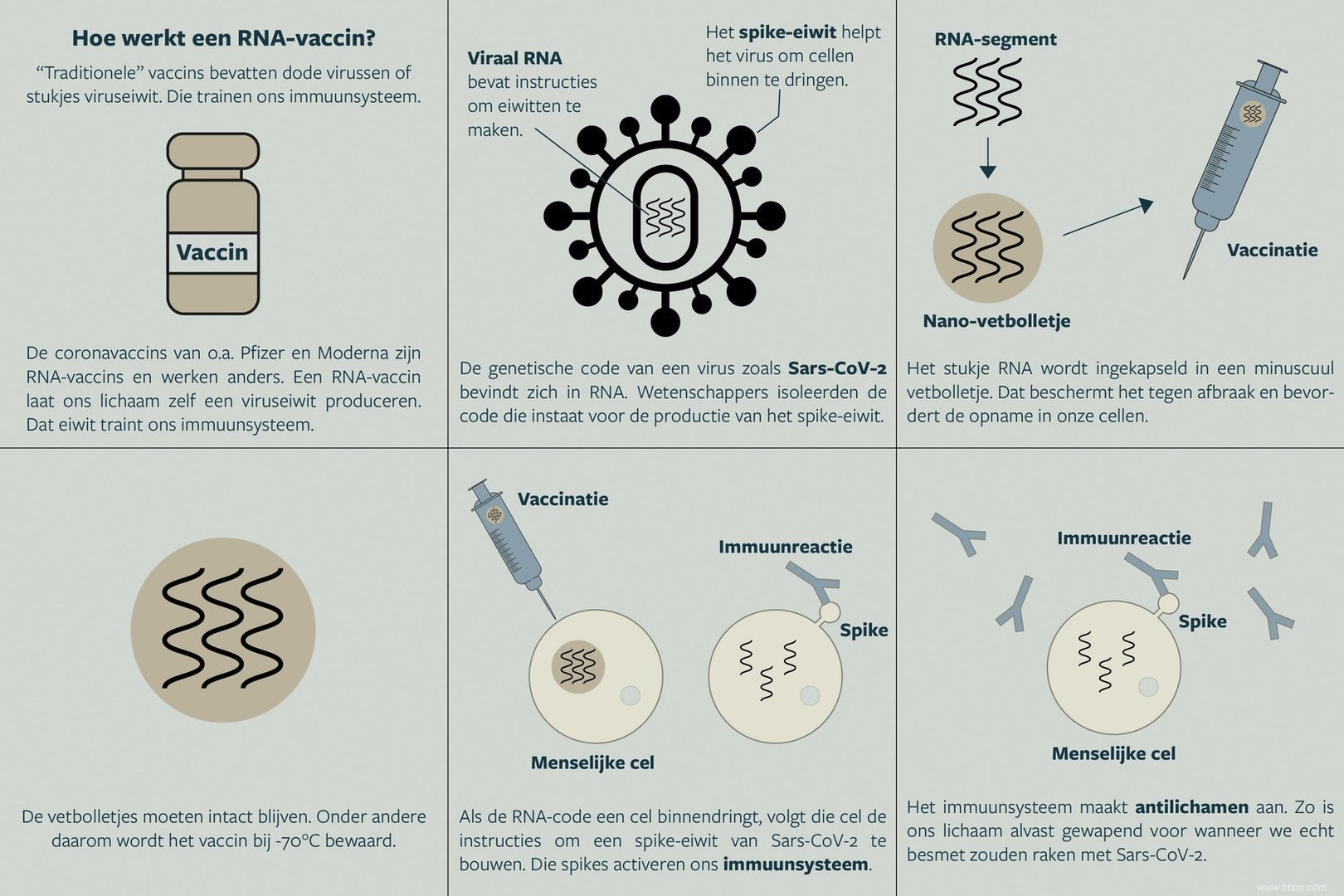 Ne vous contentez pas de dire «globules gras» aux nanomédicaments ingénieux qui délivrent le vaccin à ARNm dans nos cellules 