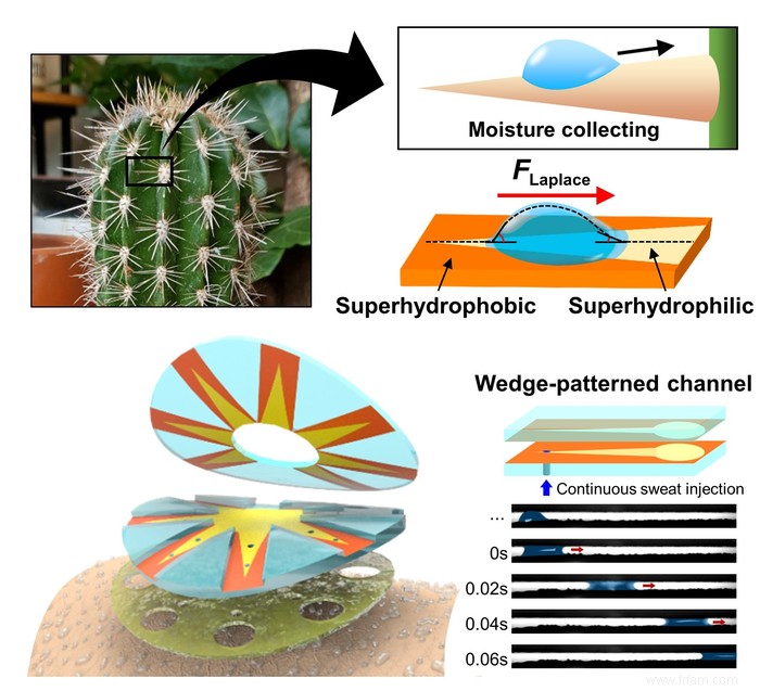 Le patch anti-transpiration fait ruse avec les épines de cactus 