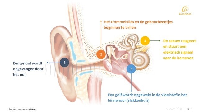 Crânes tremblants et coquilles d escargots :pourquoi on entend encore quand on se bouche les oreilles 