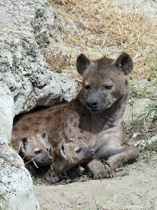 Des centaines de squelettes de bébés hyènes dans une grotte wallonne 