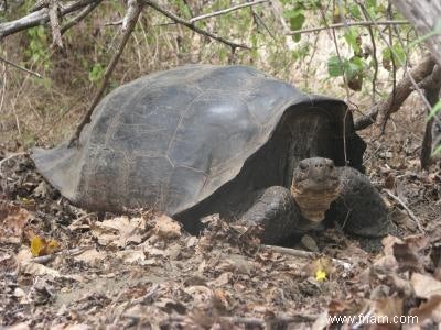 Tortue éteinte redécouverte, mais pas encore vue 