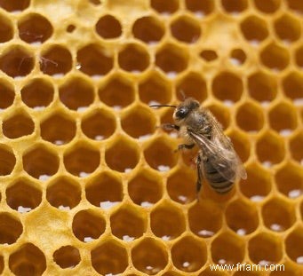 Comment les abeilles changent de métier 