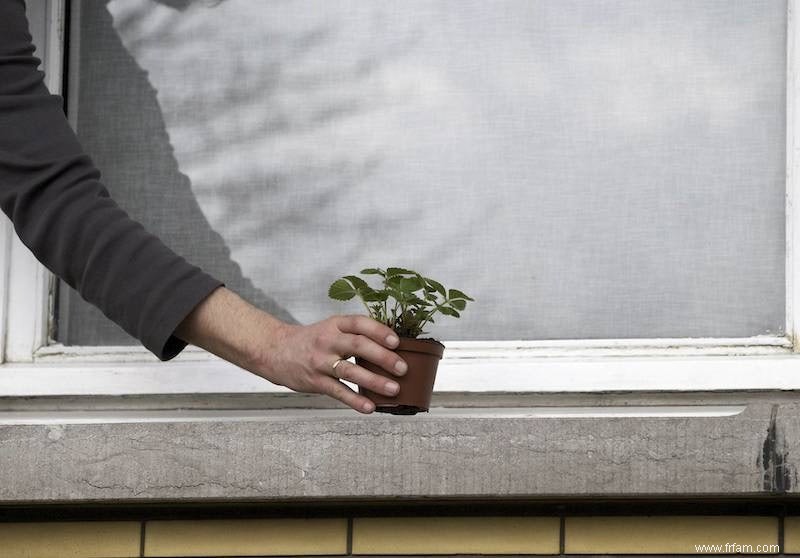 Les fraises mesurent la qualité de l air 