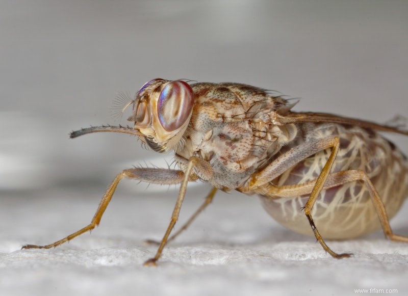 Le génome de la mouche tsé-tsé mortelle dévoilé 