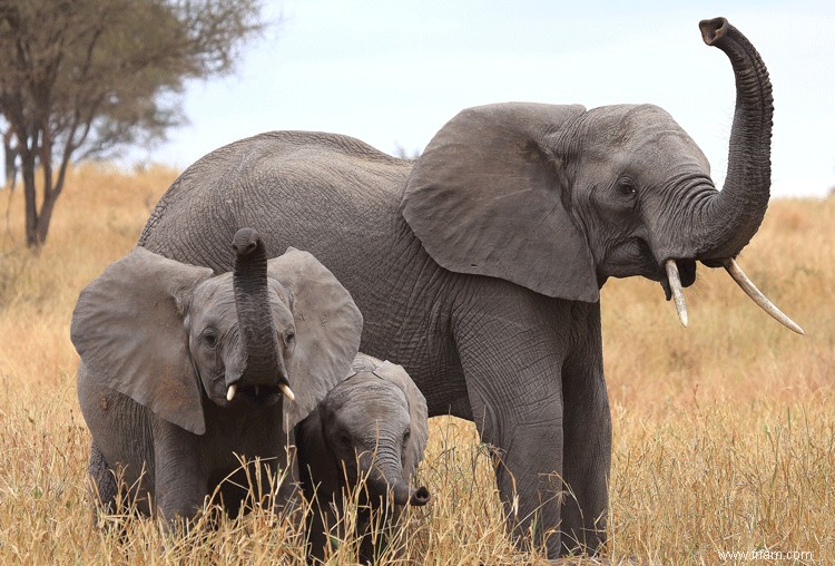 Le génome de l éléphant révèle un excellent odorat 