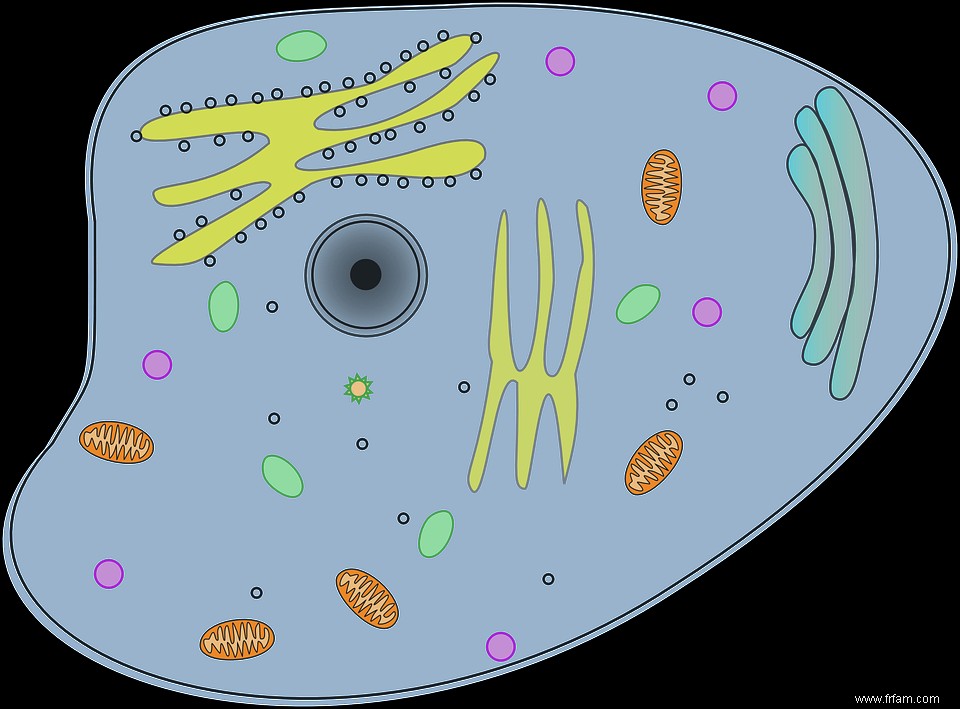 La cellule est-elle une machine ? 