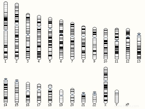 Connaissons-nous l ADN humain complet ? 