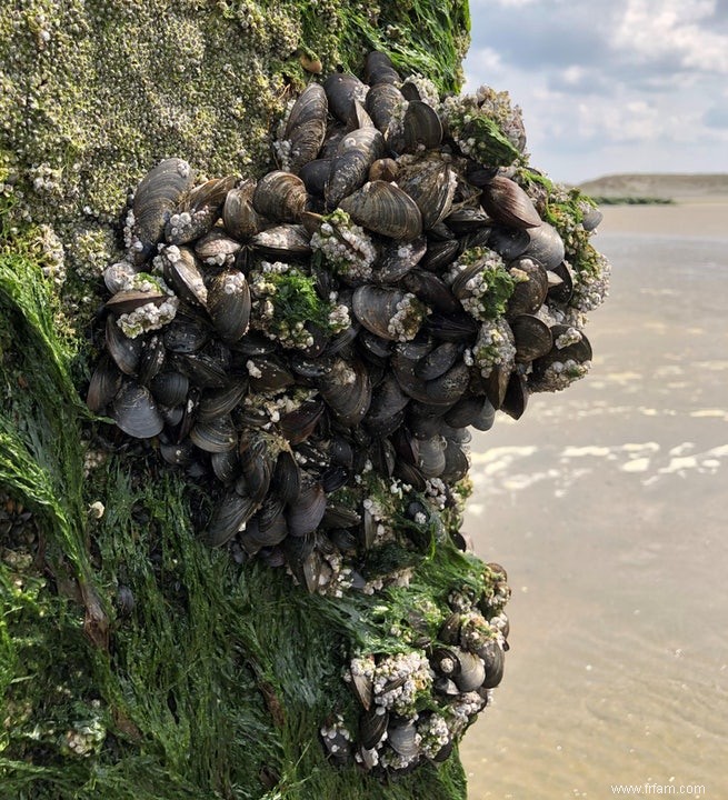 Les moules belges ont développé des coquilles plus fermes 