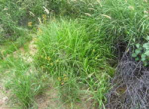 Les humanoïdes ont mangé des herbes beaucoup plus tôt 