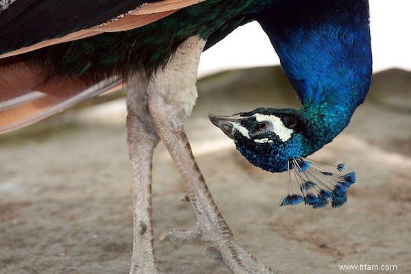 C est pourquoi les oiseaux s accroupissent 