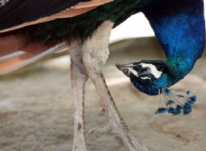 C est pourquoi les oiseaux s accroupissent 