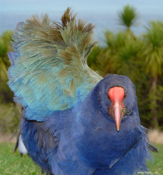 Dodo n était pas seul 