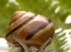 Les mangeurs d escargots ont migré de la péninsule ibérique vers l Irlande 