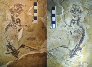 Fossile du groupe de mammifères le plus réussi analysé 