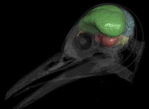 Archaeopteryx s envole de son piédestal 