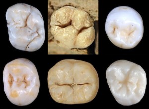 Recherché :ancêtre direct des humains et des Néandertaliens 