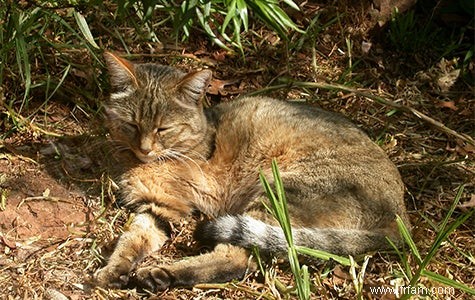 Les chats aident les humains contre les souris depuis 5000 ans 