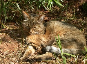 Les chats aident les humains contre les souris depuis 5000 ans 