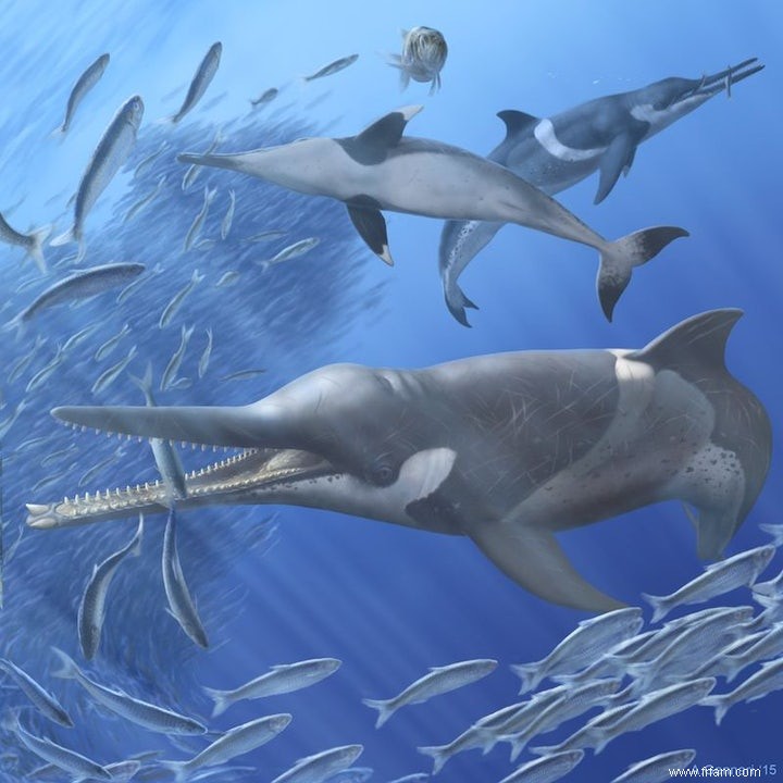 Le contenu fossile de l estomac montre l évolution des baleines à bec 